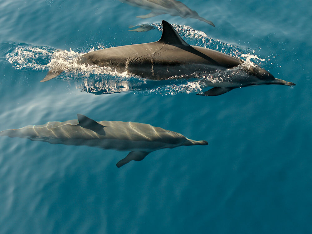 Activité exploration des dauphins