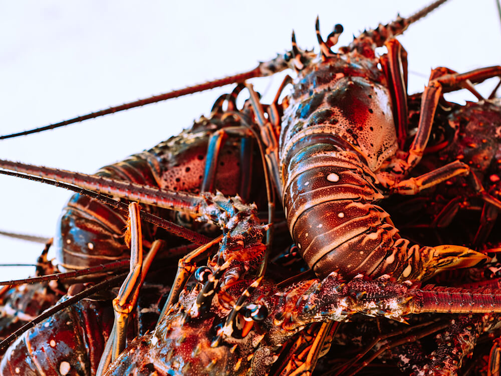 Illustration de langoustes vivantes