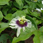 Fleur de maracuja