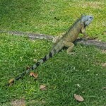 Iguane dans l'herbe