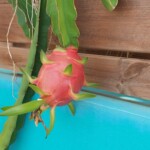 Pitaya - Fruit du dragon
